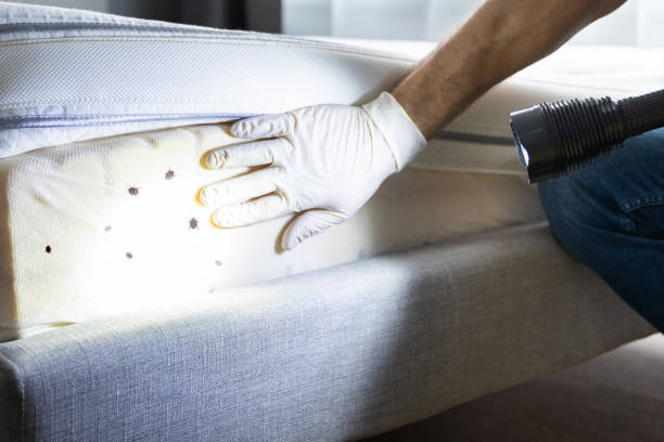 Best Cockroach Control Services  in Freeburg, IL