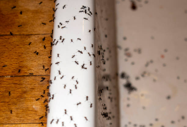 Pest Prevention Services in Freeburg, IL