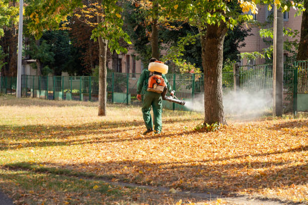 Best Termite Control Services  in Freeburg, IL
