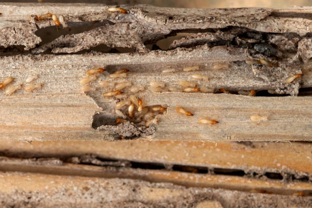 Best Affordable Pest Control Services  in Freeburg, IL