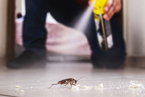 Best Rat Extermination Near Me  in Freeburg, IL